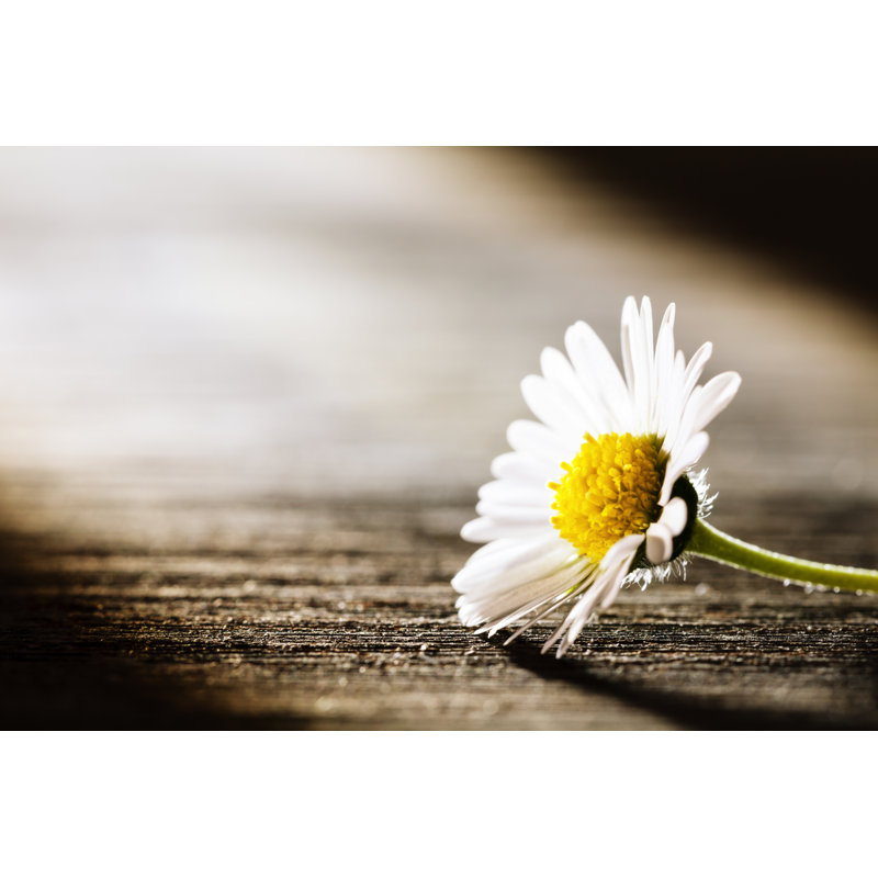 Daisy by Thomasvogel, 8" H x 12" W