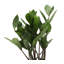 Live ZZ Houseplant in Classic Pot