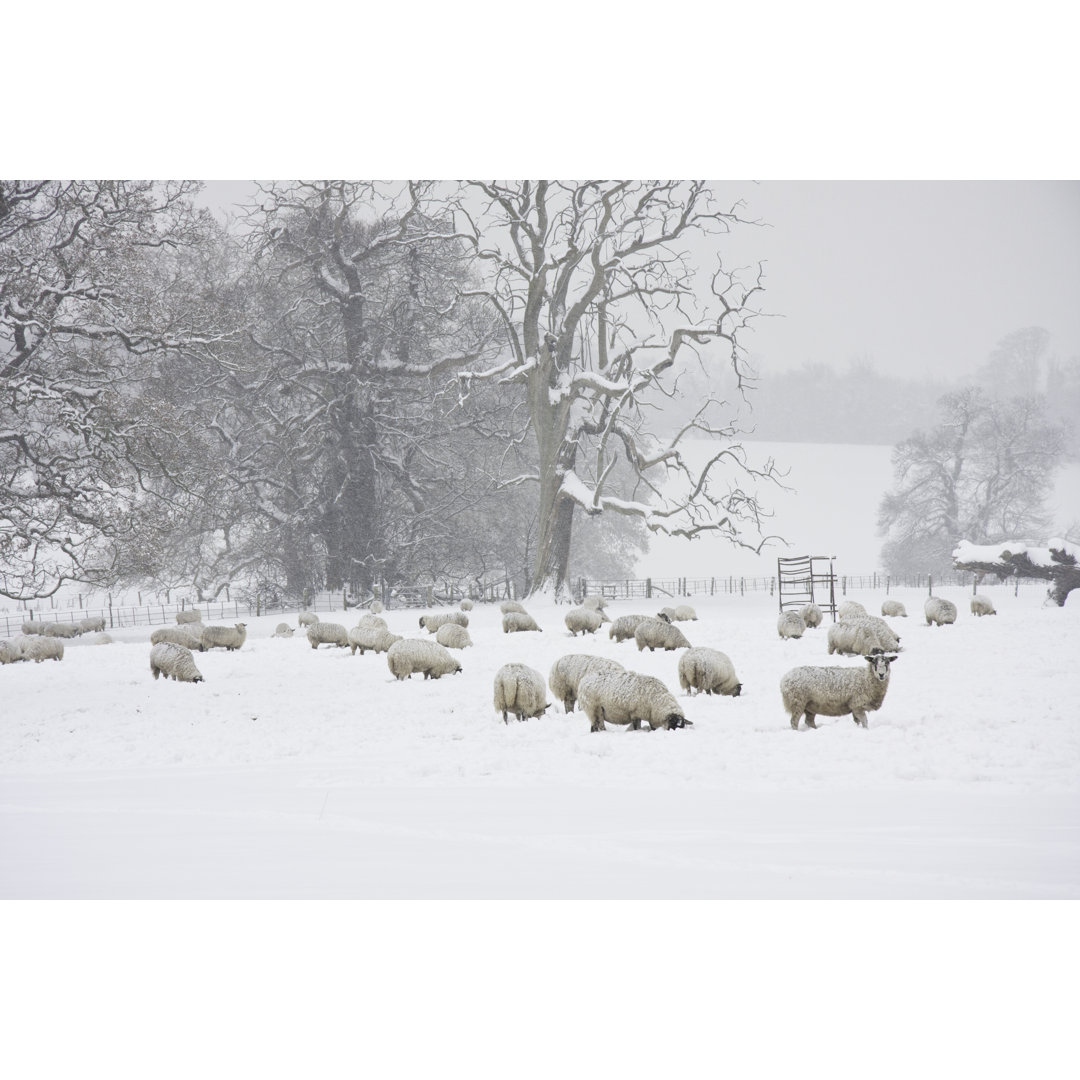 Schafe im Schnee