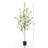Tree-50138466