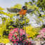 Jeu de jardin oscillant robin Aaralyn