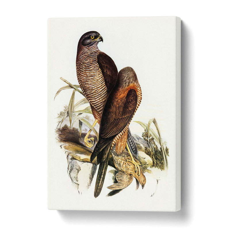 'Australian Goshawks' by Elizabeth Gould - Wrapped Canvas, 60 cm H x 40 cm W