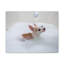 «Cute Chihuahua Bathee», art mural sur toile-102525581