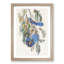 Florida Jay by John Audubon - Framed Print-55576185-55576190