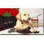 Gucci Labrador (horizontal) par By Jodi - impression-1020678264-1020678265