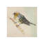 Pretty Little Bird III Print by Michelle Bennett-26706010-26706007