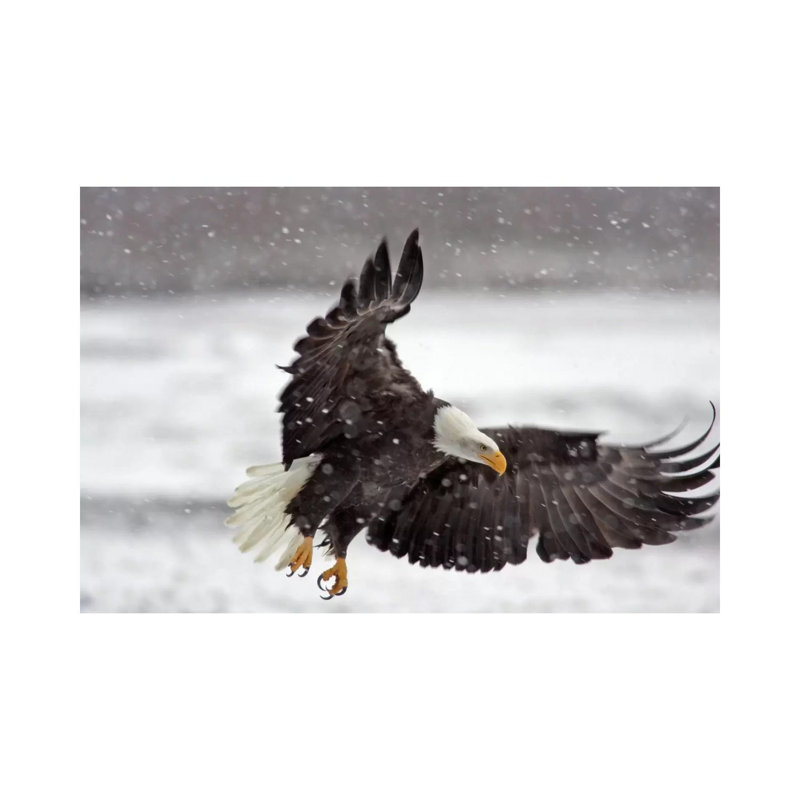 Bald Eagle Soaring In A Snow Storm, Alaska Chilkat Bald Eagle Preserve, Alaska, USA by Cathy & Gordon Illg - Wrapped Canvas Print