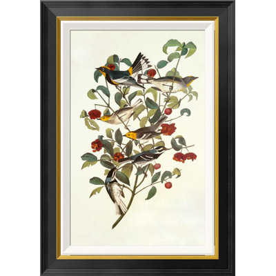 " Audubon's Warbler " by James Audubon