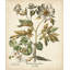 Red Barrel Studio Besler, Basilius Gallery Wrapped Canvas Art Titled: Ivory Peonies III-1786368184