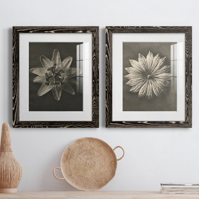 «Blossfeldt Flower I», ensemble de 2 reproductions de photos sur papier encadrées