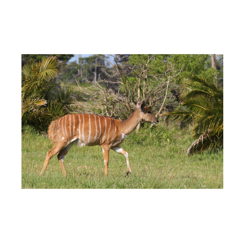 Art sur toile, Bob Bob Langrish Nyala, H 12 po x l 19 po