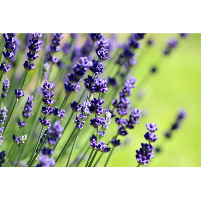 Flowering Lavender Plant - Wrapped Canvas Print, 30cm H x 46cm W x 3.8cm D