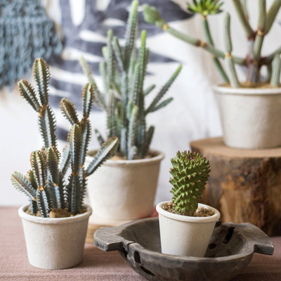 Succulent plante en pot de fleurs