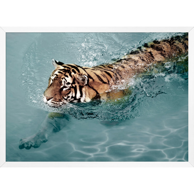 Tiger Swim 2 Print by Mat Sanders