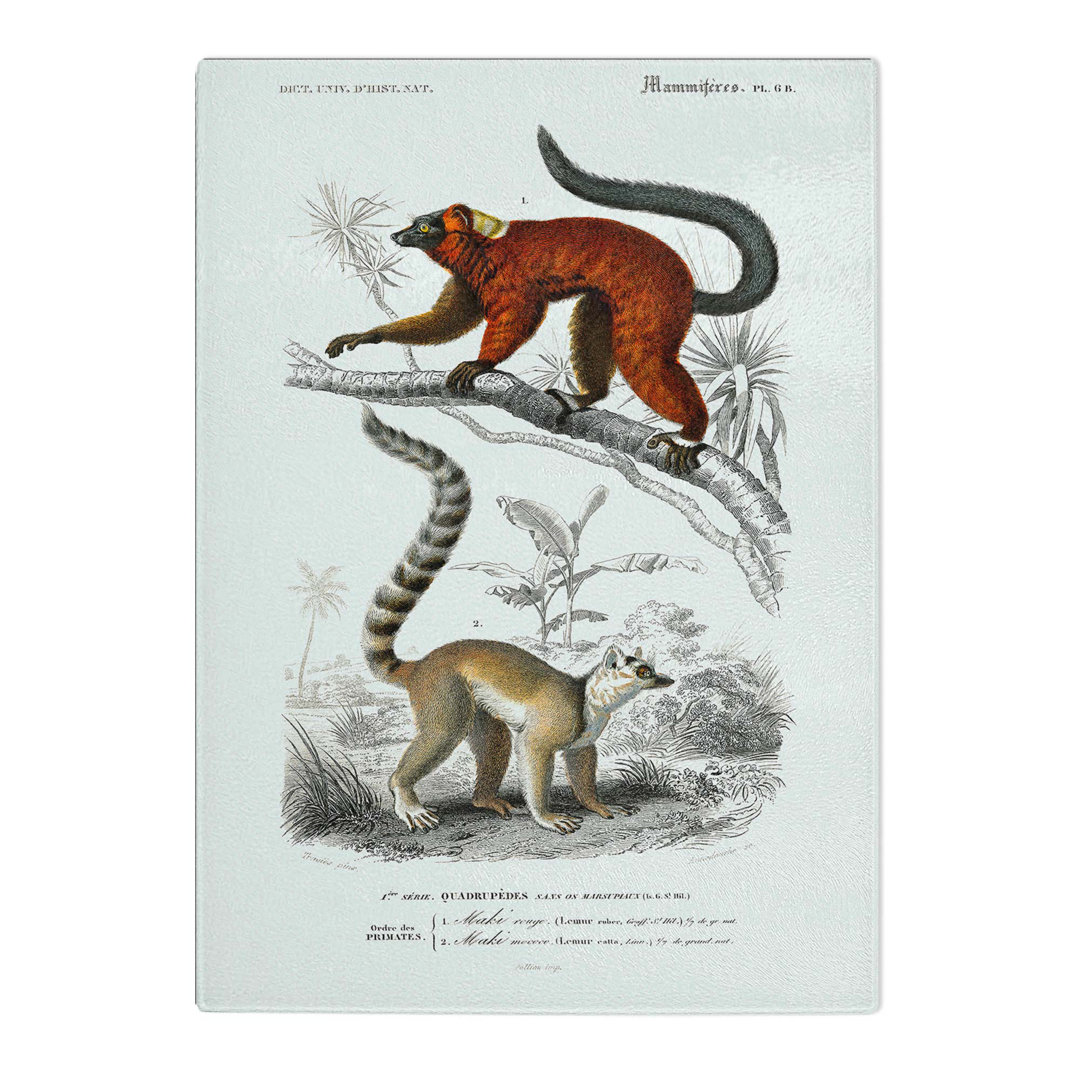 Tempered Glass Lemur Illustrations by Charles D' Orbigny Chopping Board