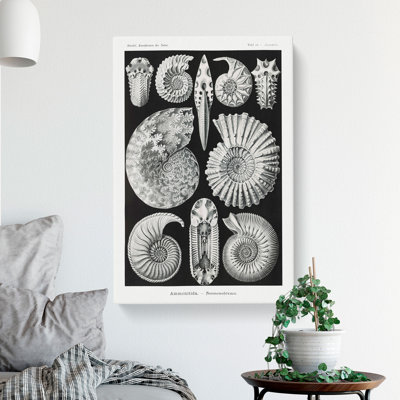 Seashells Ammonitida by Ernst Haeckel - Wrapped Canvas