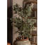 Ficus Tracie