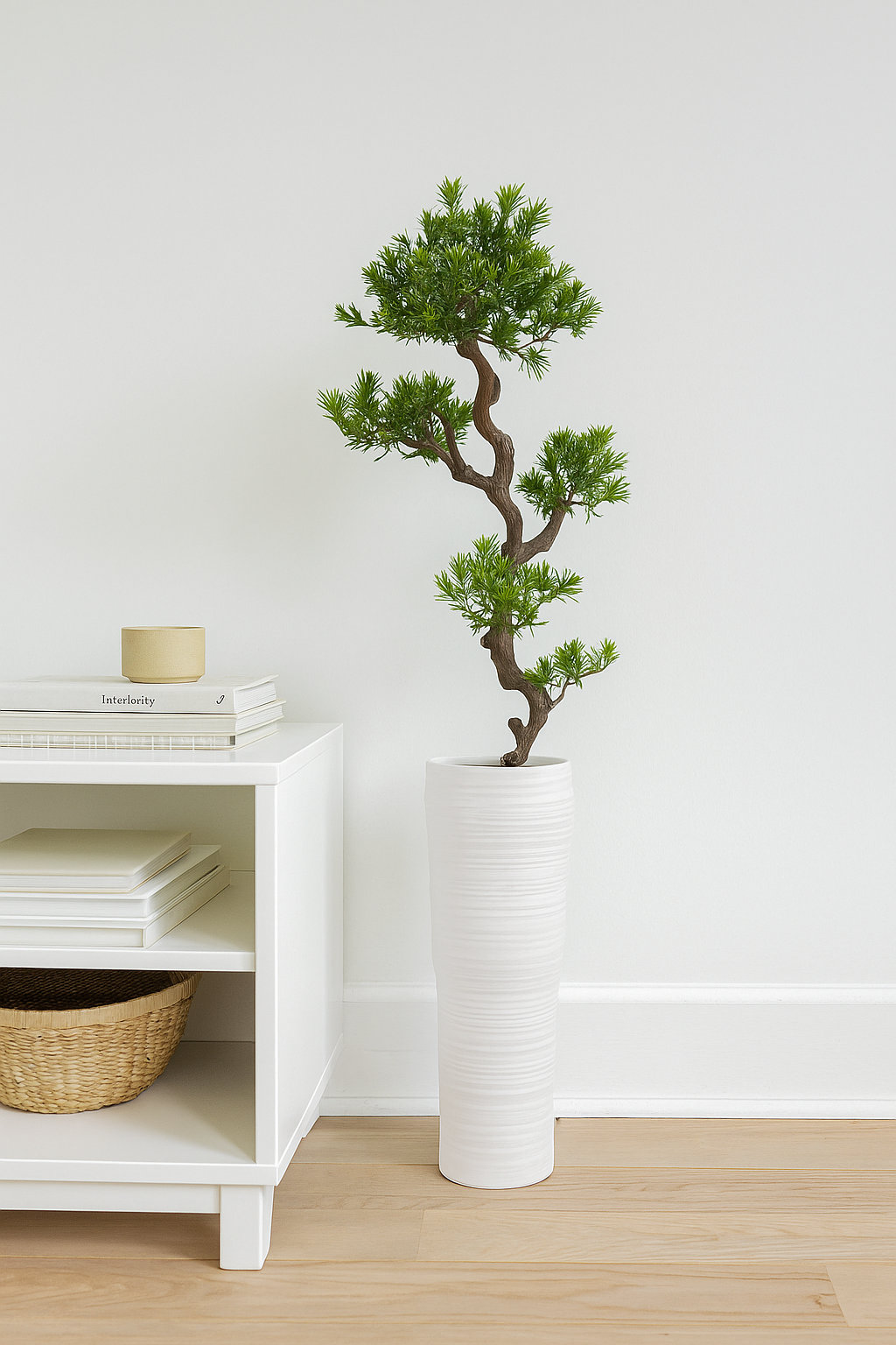 photo of jade plant Jade Plant 6