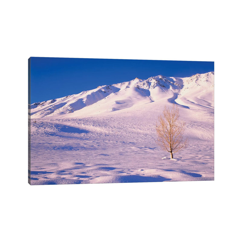 Long Valley. Lone Elm Tree On Snow-covered Hillside. by Jaynes Gallery - Wrapped Canvas Gallery-Wrapped Canvas Giclée