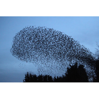 " Starling, Sturnus Vulgaris " by Mikelane45