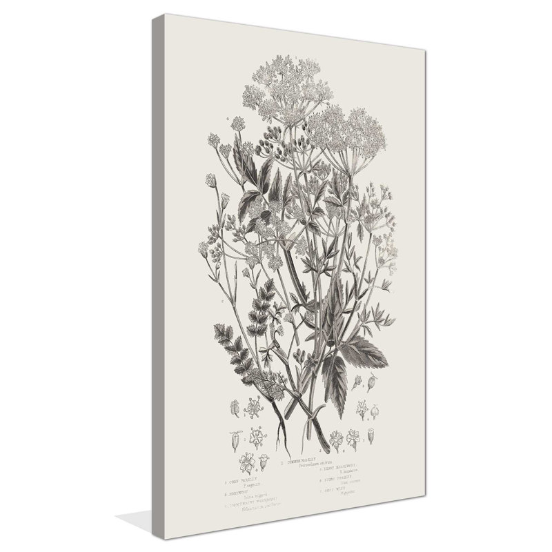 Plantes à fleurs I neutre - Peinture, L 24 po x H 40 po, Toile tendue