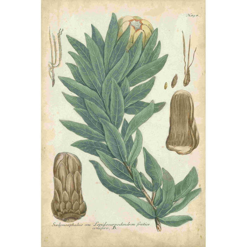 Weinmann Conifers I, H 18 po x l 12 po