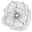Poppy Flower Wall Decor In Silver/Black