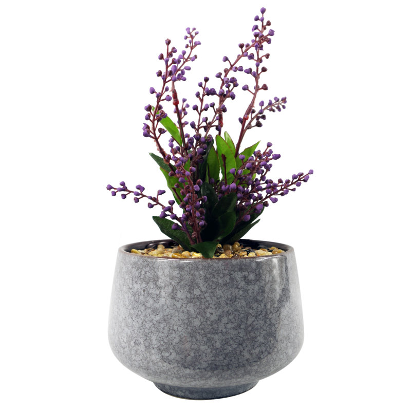Annistin 28cm Plant