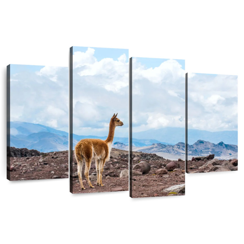 Vicuna, H 22 po x l 36 po