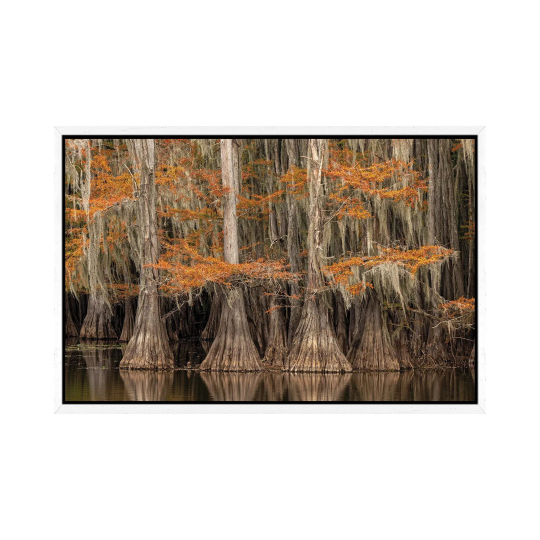 Bald Cypress Tree Draped In Spanish Moss With Fall Colors. Caddo Lake State Park, Uncertain, Texas von Adam Jones - Gall...