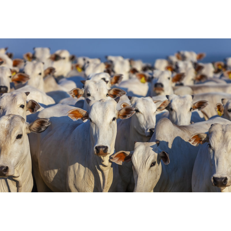 Nellore Cattle In Large Quantities, Narrow Focus, by Erich Sacco - Wrapped Canvas Print, 30cm H x 46cm W x 3.8cm D