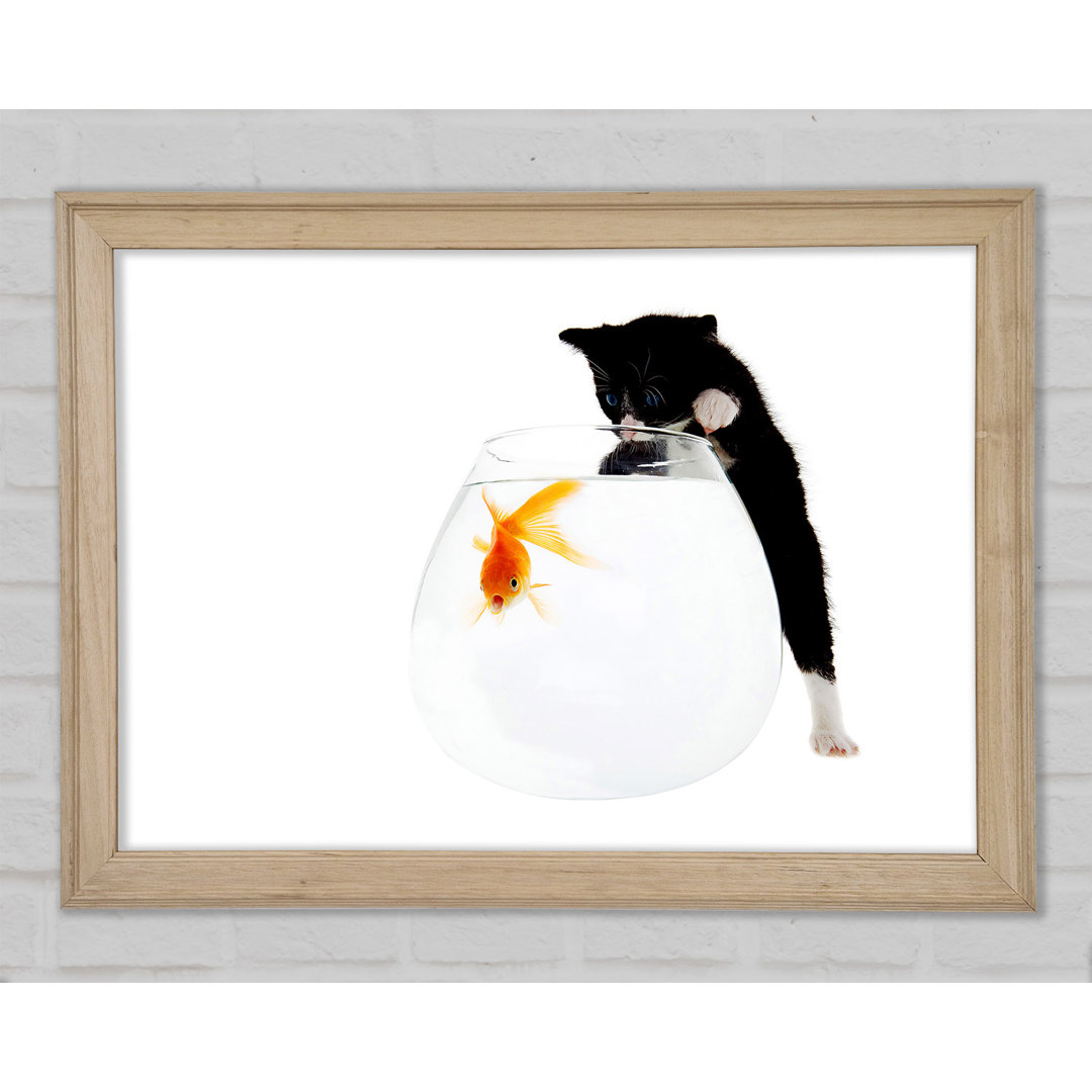 Kitten Fish Bowl - Druck