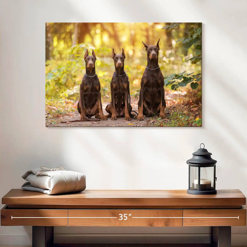 Doberman pinschers, H 16 po x l 24 po