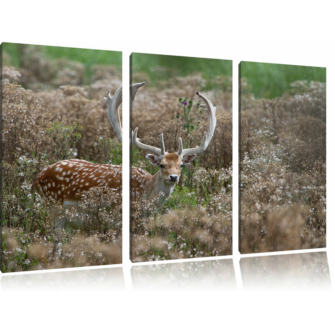 3-tlg. Leinwandbilder-Set „Prächtiger Axishirsch auf Wildwiese“, Fotodruck