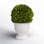 Nigel 9.5'' Boxwood Topiary in Ceramic Urn