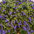 Adcock Artificial Lavender Topiary Ball Tree with Stake - UV Resistant Faux Boxwood Plant for Outdoor Front Porch & Garden Decor - Large 20" Diameter-42336671-42336665