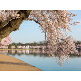 Cherry Blossoms Over MLK Monument Print by Steven Heap