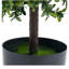 11.42cm Plant