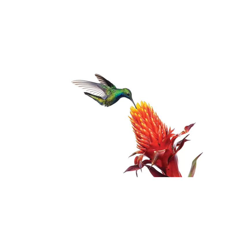 Black-Throated Mango Hummingbird Feeding On Flower Nectar, Argentina by Agustin Esmoris - Wrapped Canvas Print