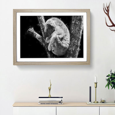 Koala Bear Resting in a Tree - Picture Frame Photograph Print