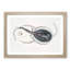 Trygon Stingray Illustration by John Edward Gray - Framed Print-55615141-55615142
