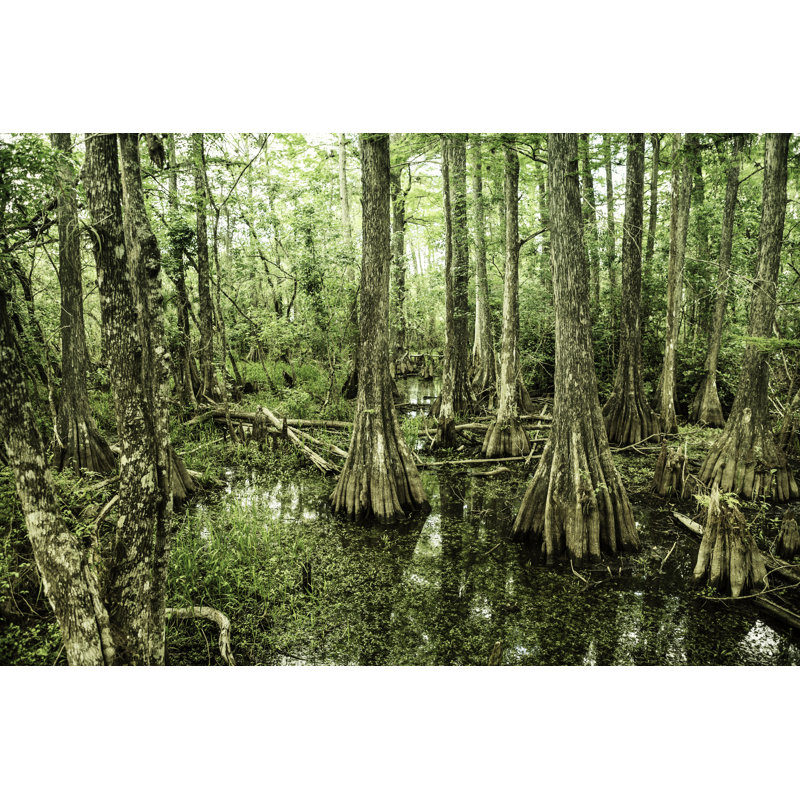 Big Cypress National Preserve 1 Piece Wrapped Canvas Wall Art, 30cm H x 46cm W x 3.8cm D
