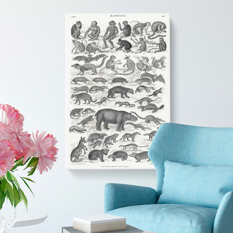 Study Of Mammals LII by Oliver Goldsmith - Wrapped Canvas, 50cm H x 35cm W x 3cm D