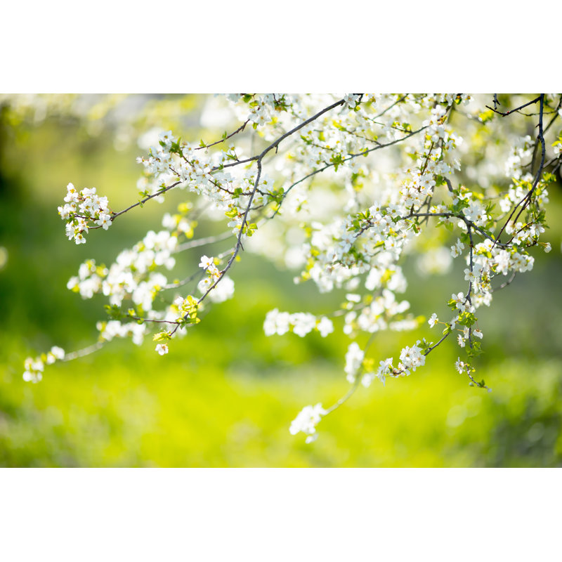 «Cherry Blossoms at the Park, Spring Day, April» - Photographie sur toile tendue, H 12 po x l 18 po