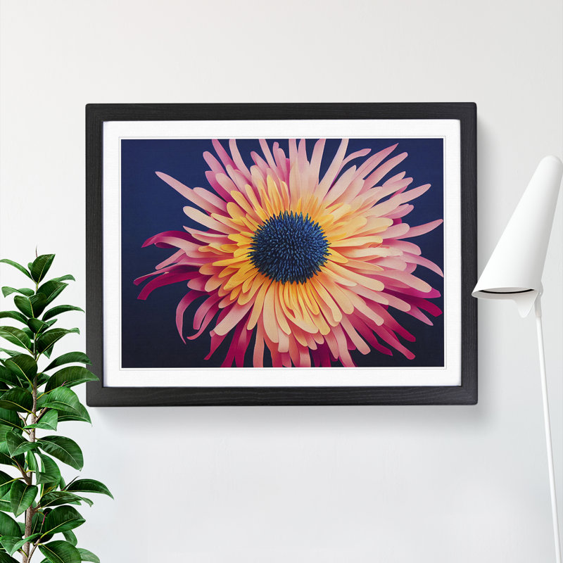 Unusual Chrysanthemum Flower - Framed Print, Black, 46cm H x 64cm W x 2cm D