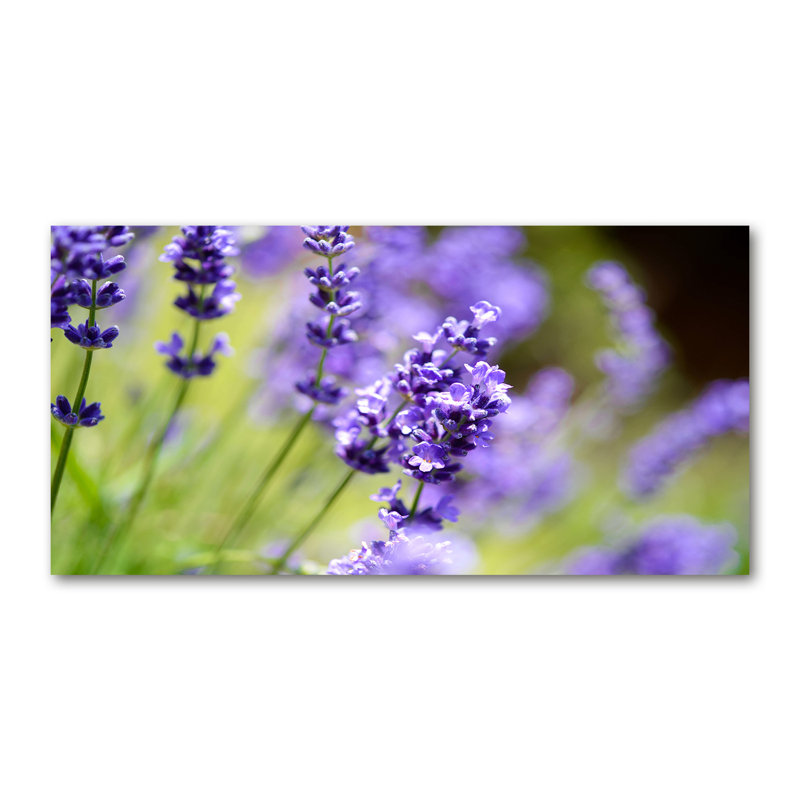 Lavender - Wrapped Canvas Print