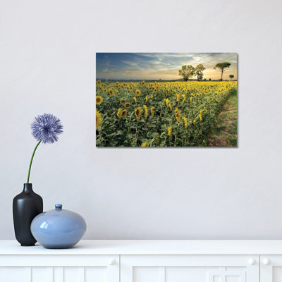 Cotona Sunflowers III by Alan Blaustein - Wrapped Canvas Print