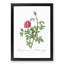 Anemone Flowered Rose In Pink by Pierre-Joseph Redoute - Single Picture Frame Painting-55545201-55545204