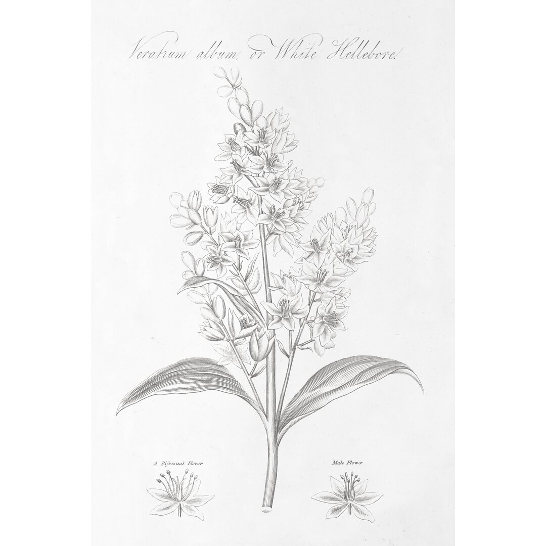 Leinwandbild Botany Book XI von Wild Apple Portfolio