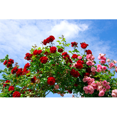«Red and Pink Climbing Roses» par Swkunst - photographie sur toile tendue
